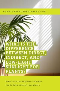 What is the difference between direct, indirect, and low-light sunlight for plants?