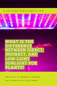 What is the difference between direct, indirect, and low-light sunlight for plants?