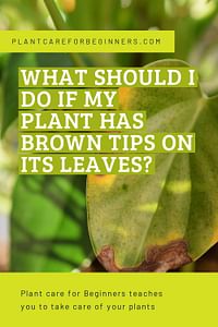 What should I do if my plant has brown tips on its leaves?