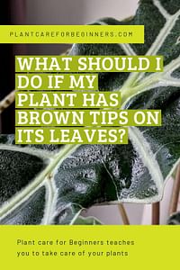 What should I do if my plant has brown tips on its leaves?