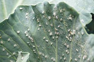 How to get rid of whiteflies on houseplants