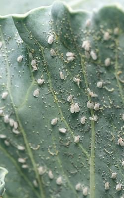 How to get rid of whiteflies on houseplants