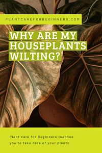 Why are my houseplants wilting?