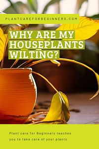 Why are my houseplants wilting?