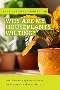 Why are my houseplants wilting?