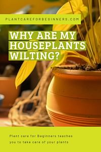 Why are my houseplants wilting?