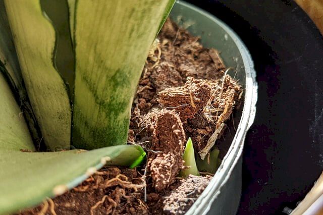 Wood chips in soil