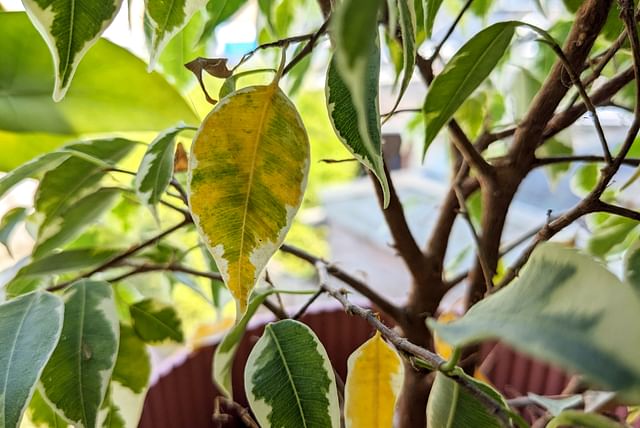 yellow-leaf-on-ficus-benjamina.jpg