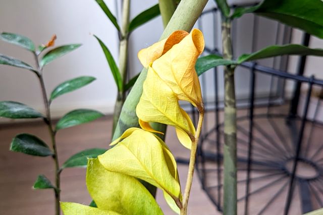 Yellowing leaves on a ZZ plant