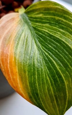 Pruning your houseplants: Why you shouldn't be afraid to do it