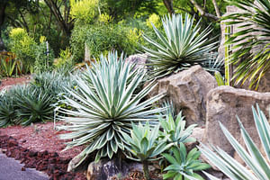 How do you take care of a Yucca?