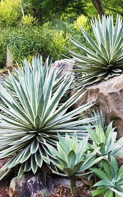 How do you take care of a Yucca?