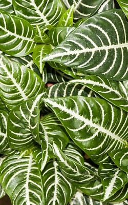 How to care for a Zebra Plant (Aphelandra squarrosa)