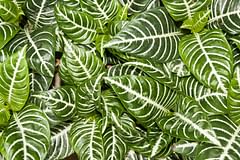 How to care for a Zebra Plant (Aphelandra squarrosa)