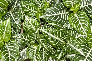How to care for a Zebra Plant (Aphelandra squarrosa)