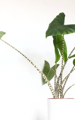 How to care for an Alocasia Zebrina