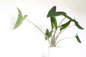 How to care for an Alocasia Zebrina