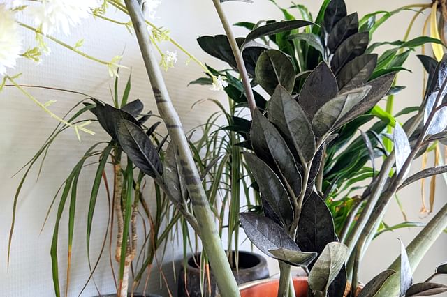 ZZ plant in bedroom