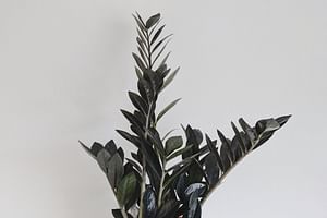 Zamioculcas Raven