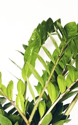 How to care for a ZZ plant