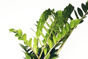Find your next beginner-friendly, low-light houseplant