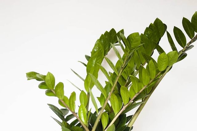 ZZ Plant