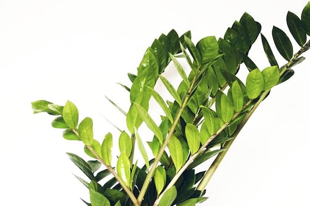ZZ plant