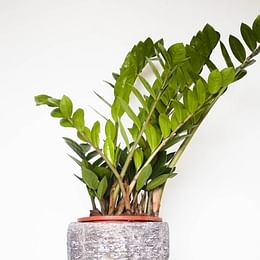 ZZ plant