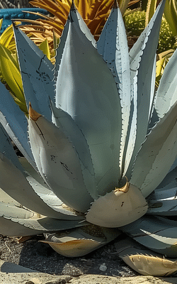 How do you take care of an Agave plant?