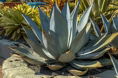 How do you take care of an Agave plant?