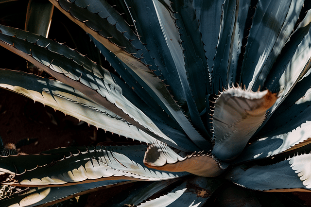 Close up of the the leaves of an agave plant