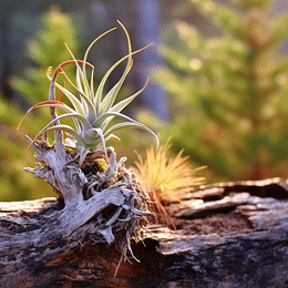 Air plants