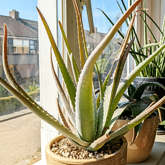 Read a plant care guide