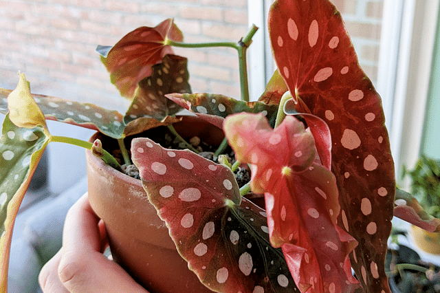 Begonia Maculata Cuttings