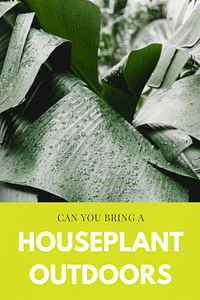 Can you bring a houseplant outdoors?
