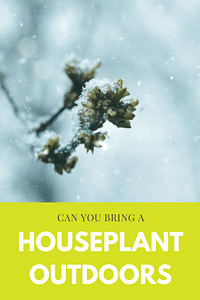 Can you bring a houseplant outdoors?