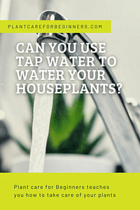 Can you use tap water to water your houseplants?