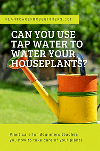 Can you use tap water to water your houseplants?
