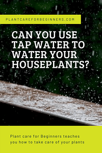 Can you use tap water to water your houseplants?