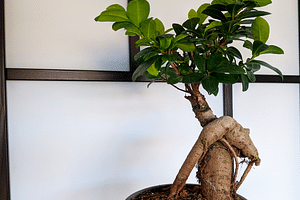 Ficus Ginseng
