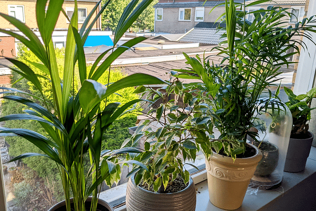 Ficus in indirect sunlight