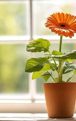 A Comprehensive Guide to Gerbera Jamesonii Care