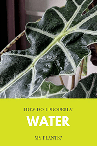 A beginner's guide to watering your houseplants