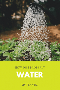 A beginner's guide to watering your houseplants