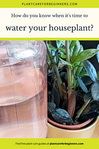 How do you know when it's time to water your houseplant?