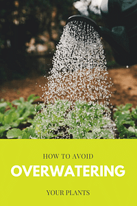 How to avoid overwatering your plants