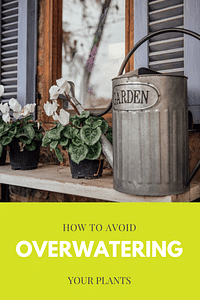 How to avoid overwatering your plants