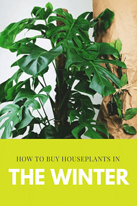 How to buy houseplants in the winter