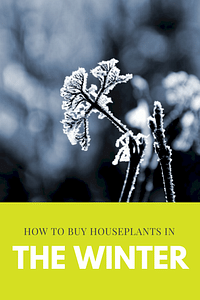 How to buy houseplants in the winter