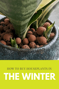How to buy houseplants in the winter